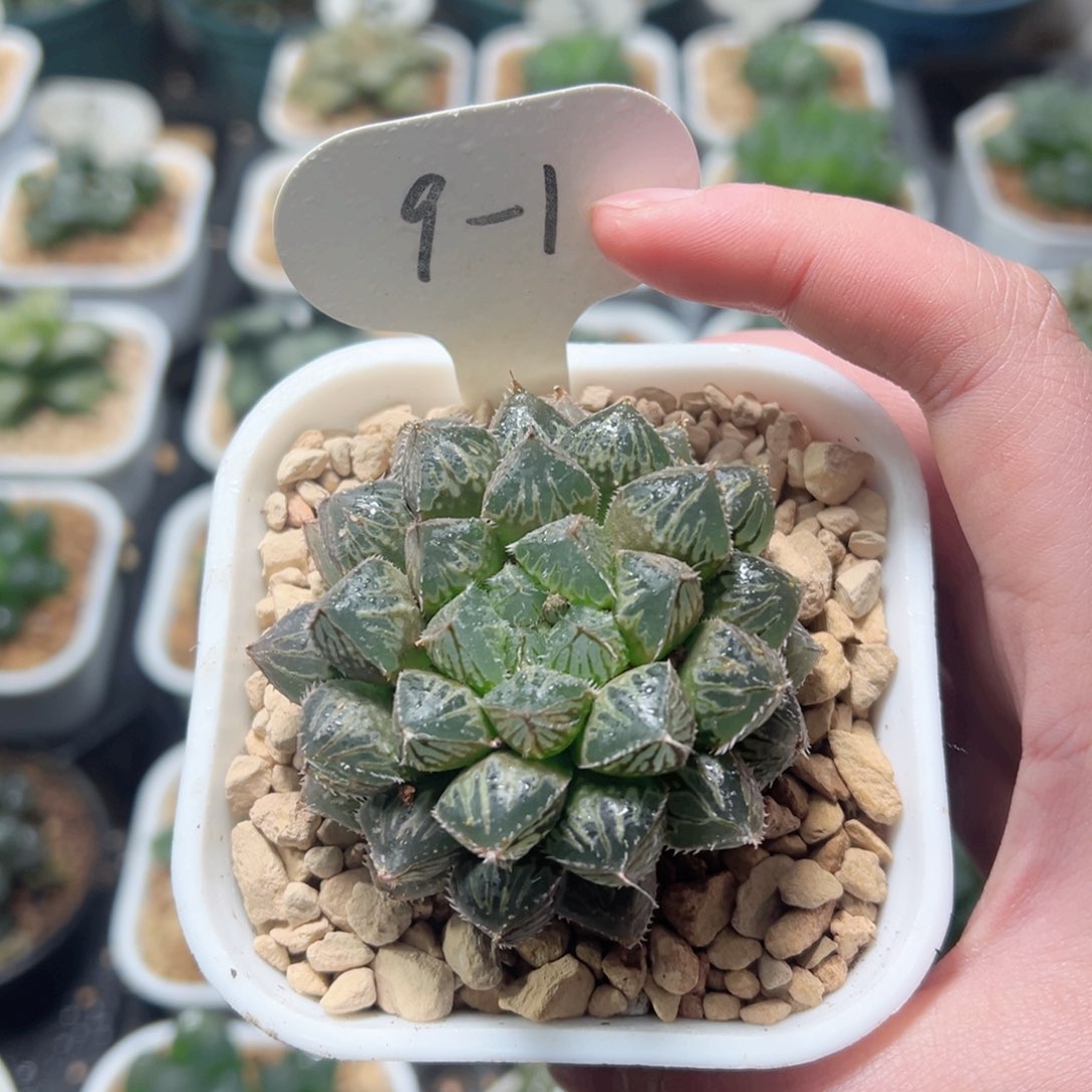 楼兰玉露多肉植物