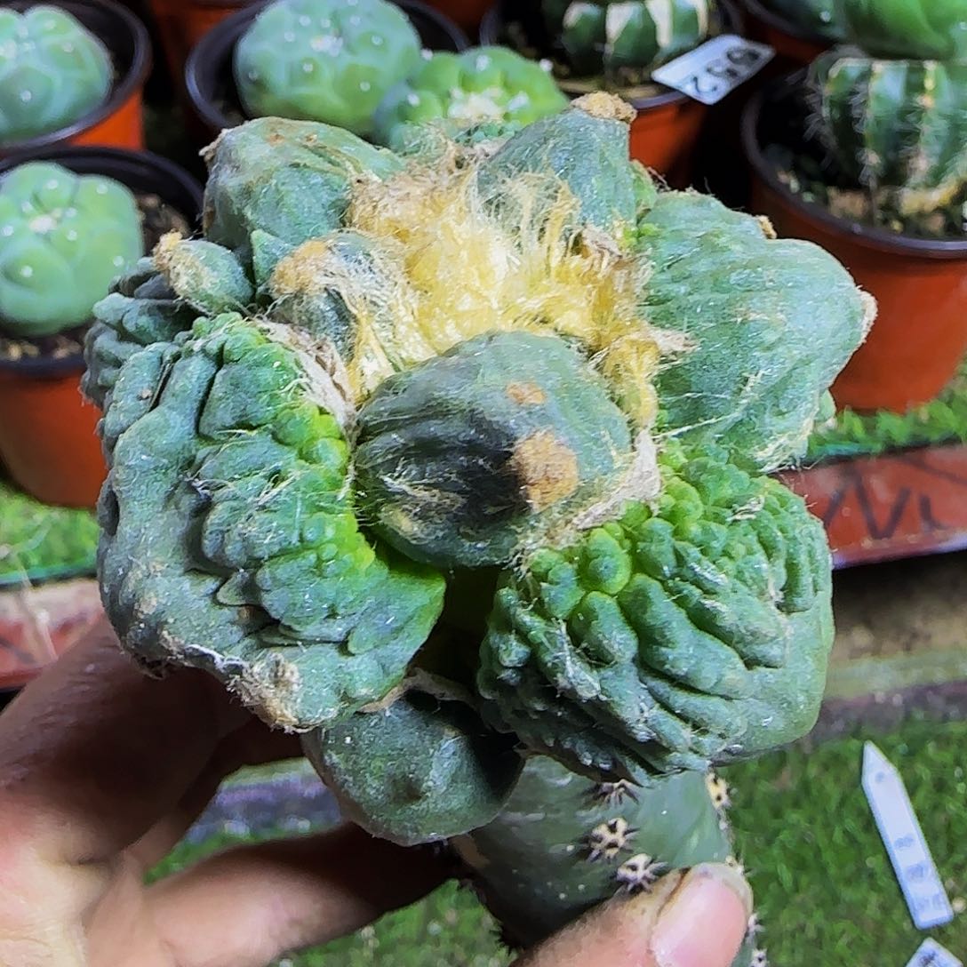 蛋尤怒涛037仙人球开花