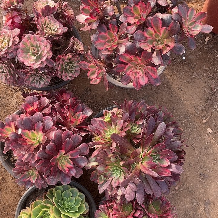 695号一物一拍6颗