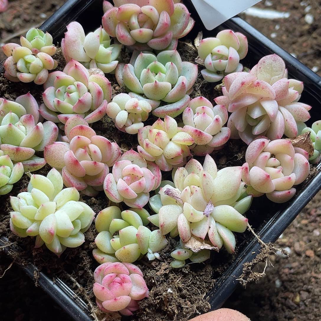 云系列珍妮混一物一拍050