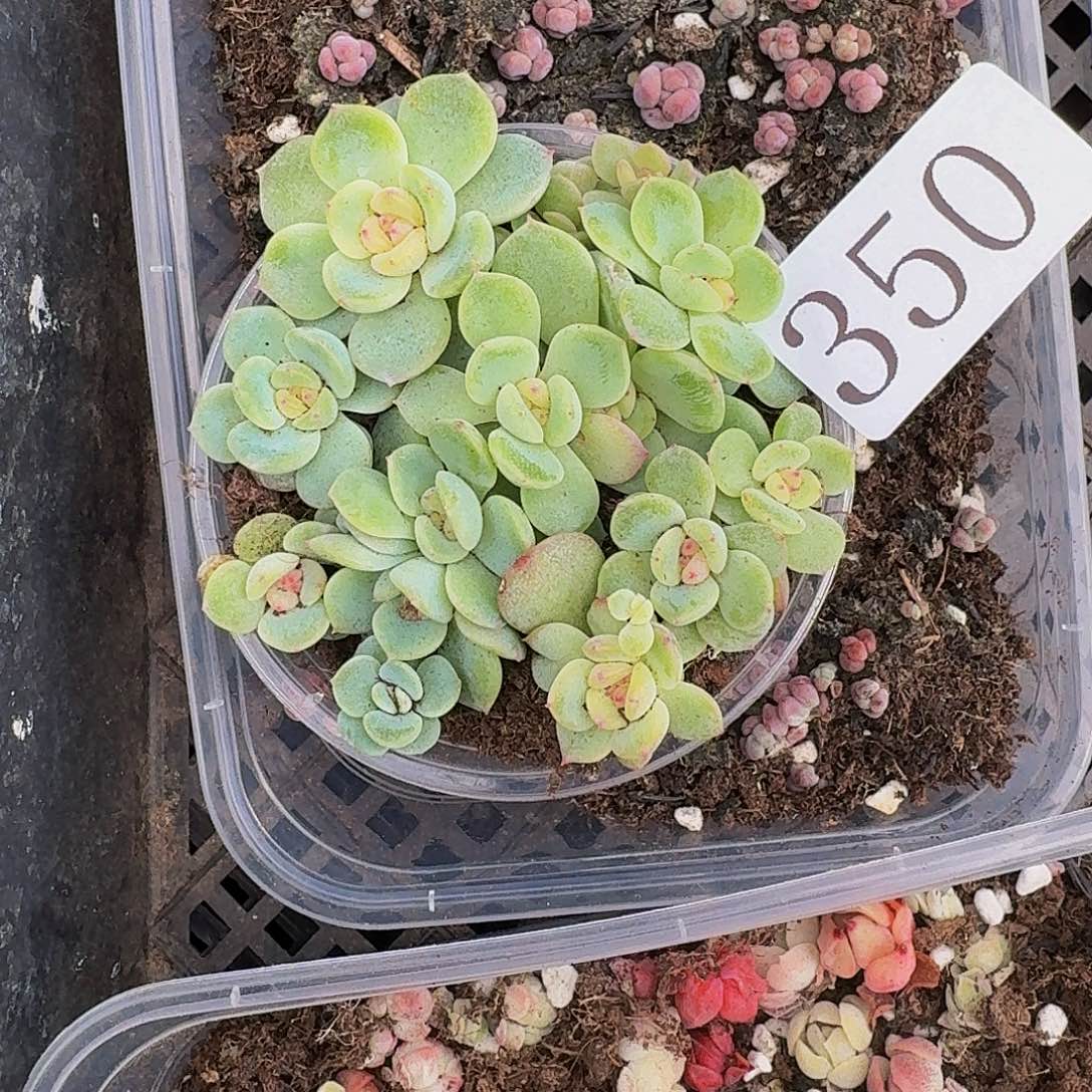 多肉植物多肉植物350