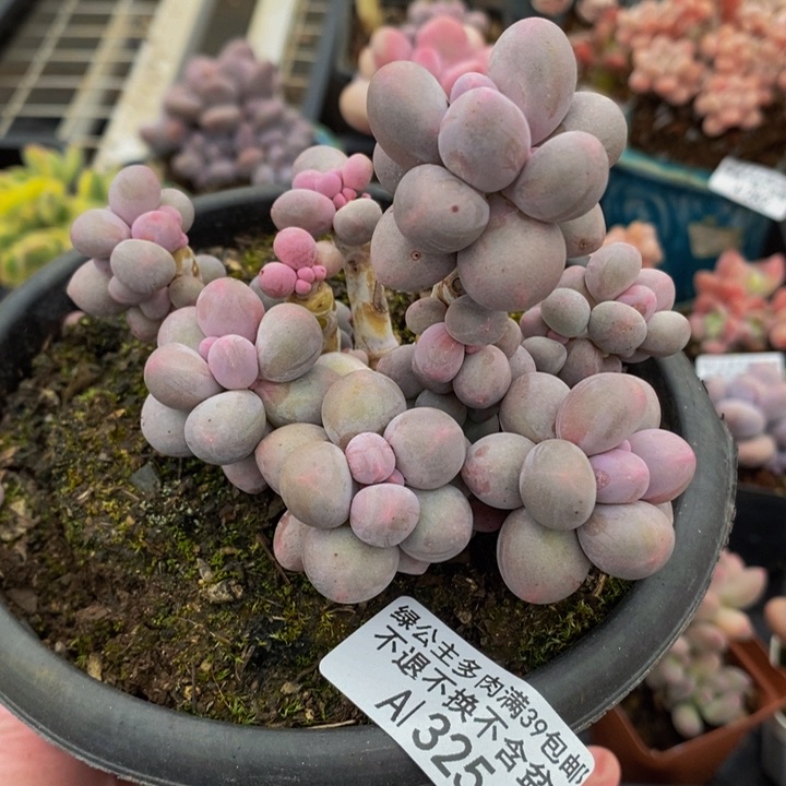 香水手指奶10cm325多肉植物