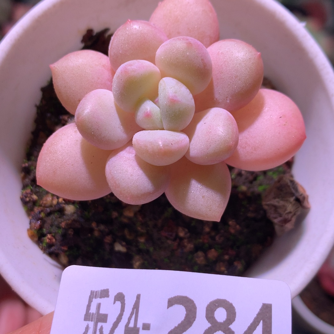 乐然24-284 泡泡糖 