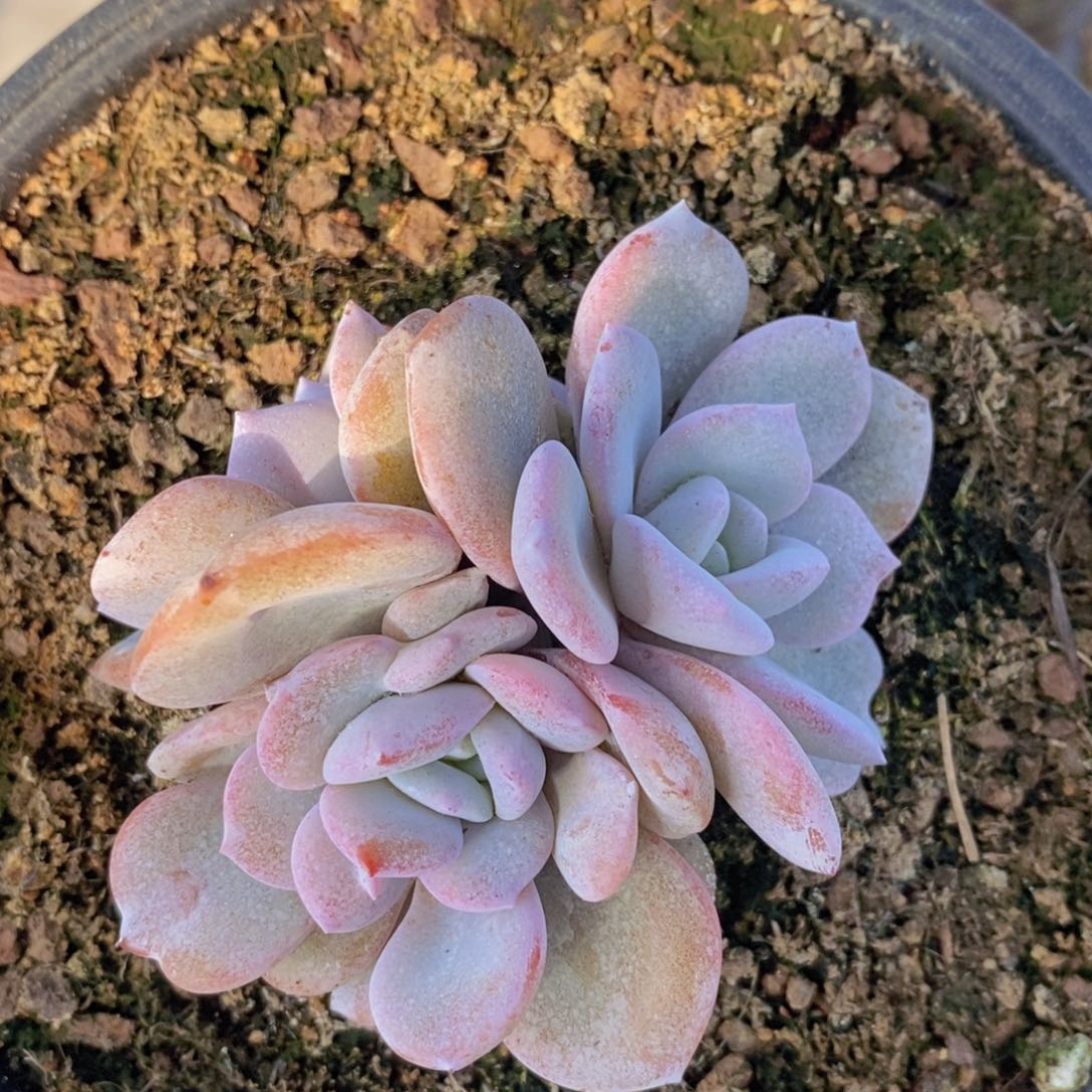 奶茶多肉群1111111