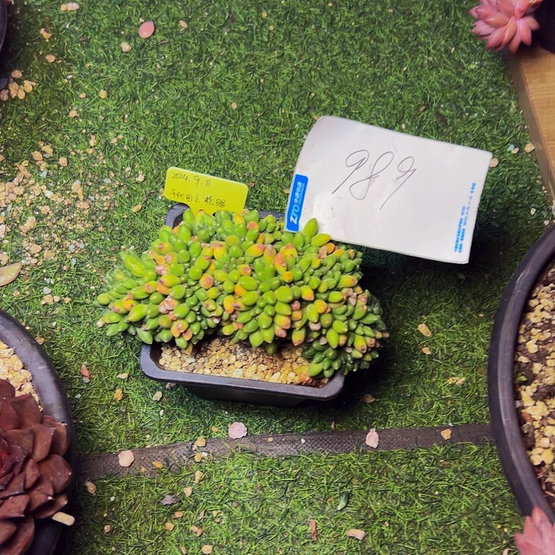 打***死989号一物一拍脱土包邮