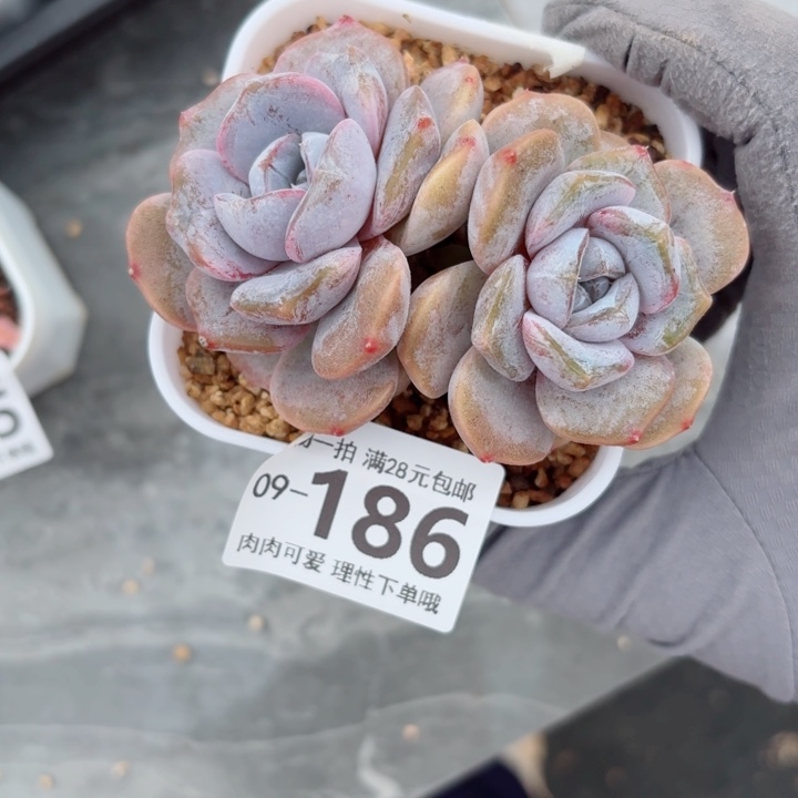 石化汉堡多肉植物多肉植物