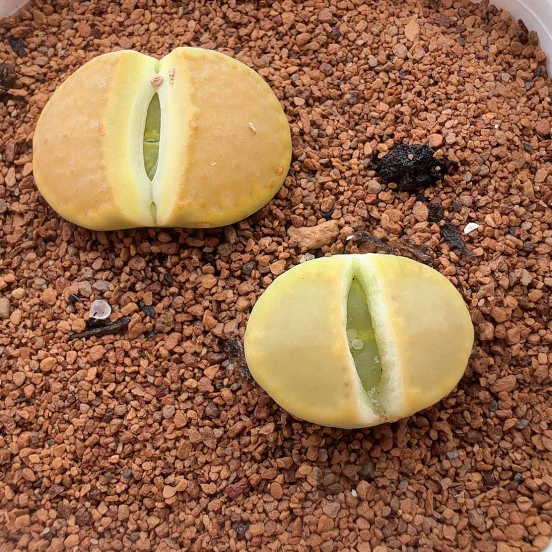 3.17.42/C111a全窗黄巴黎/两个一组