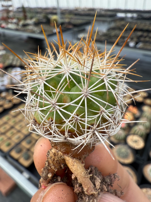 红梅殿实生仙人球