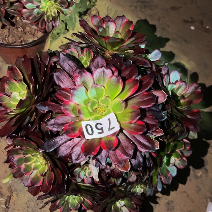 750黑金刚多肉植物处理不售后