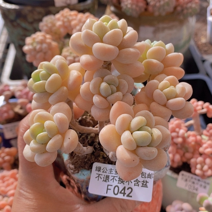 白奶糖老桩042多肉植物