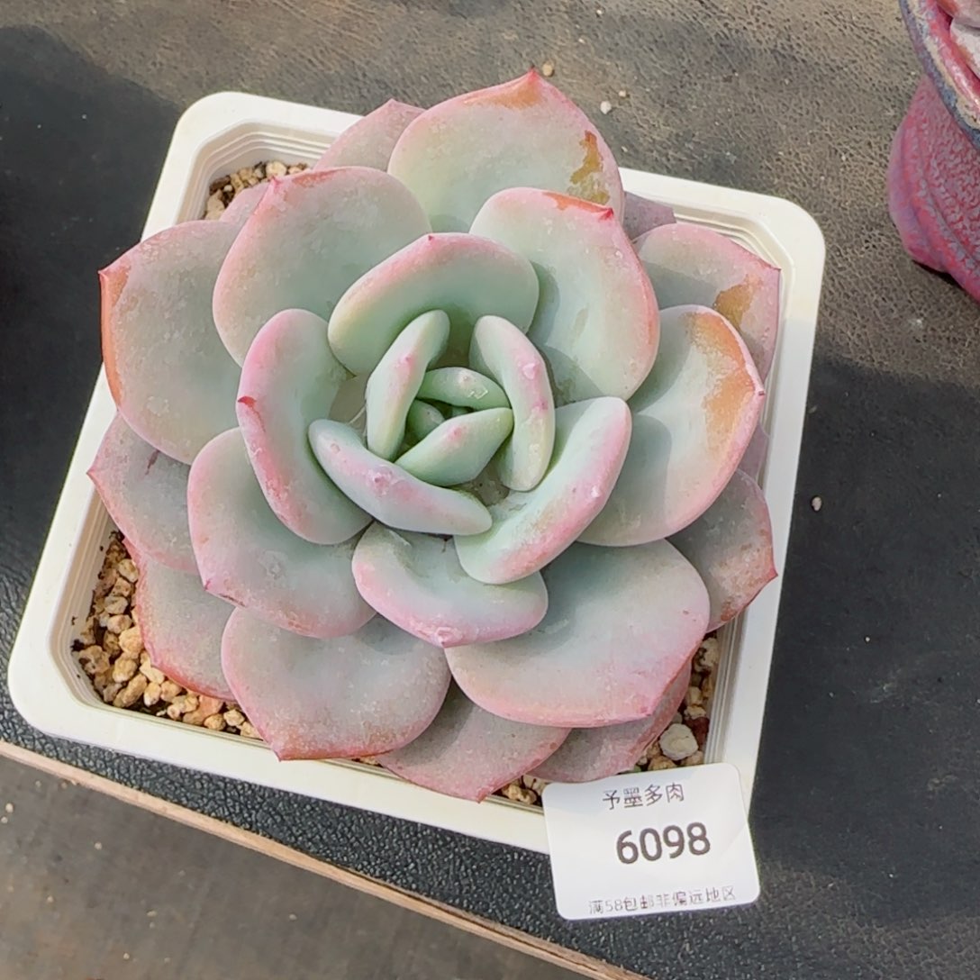 奶茶，6098多肉植物