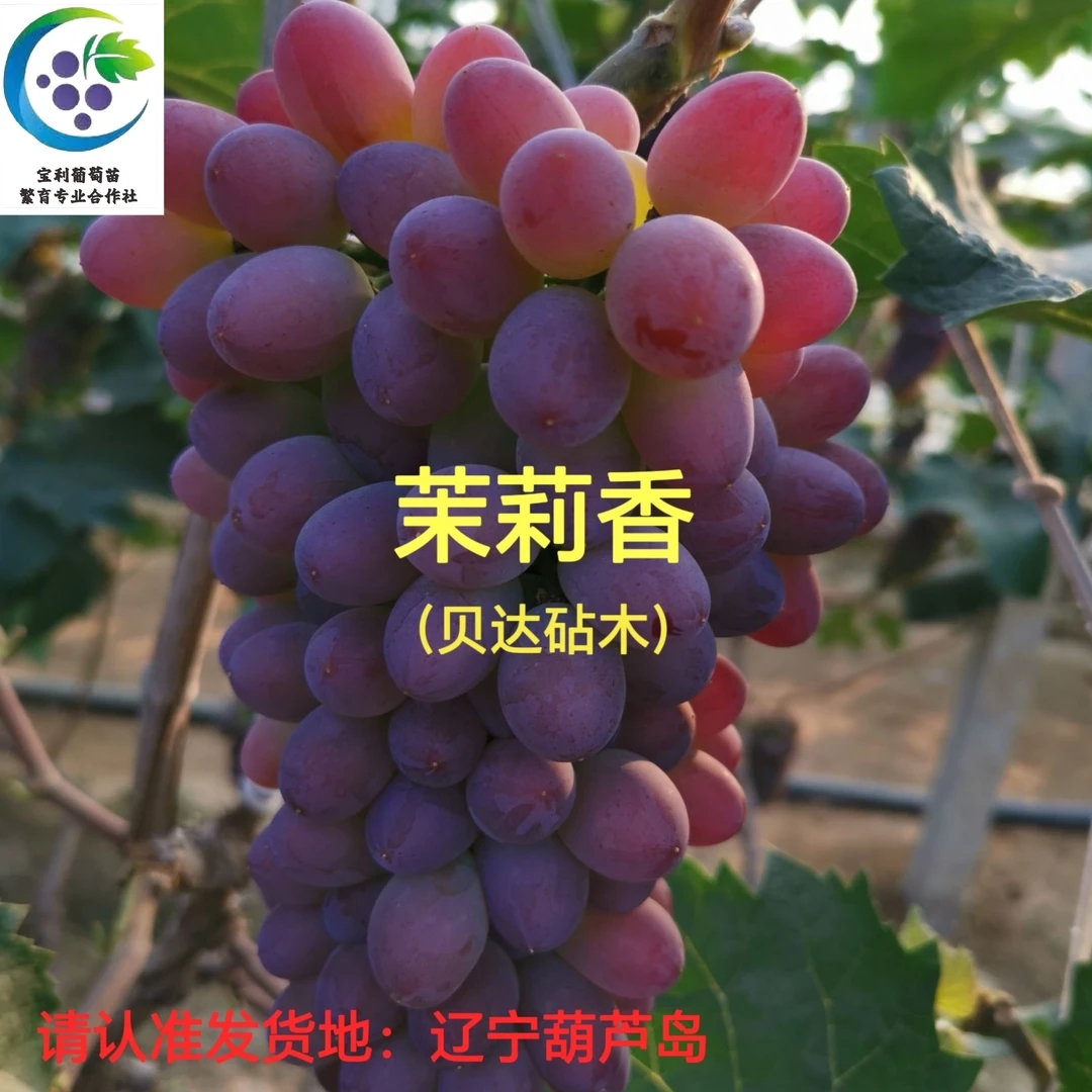 茉莉香  嫁接苗 贝达砧木   裸根发货（一年苗 ）