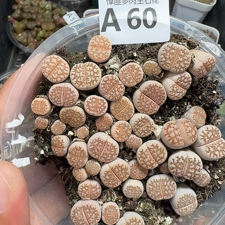 60多肉植物多肉植物