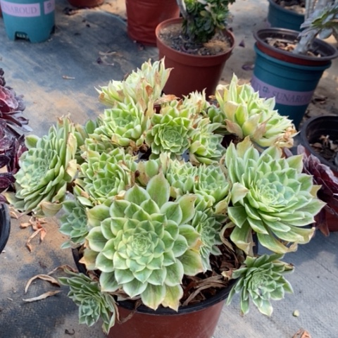 碧浪多肉植物011