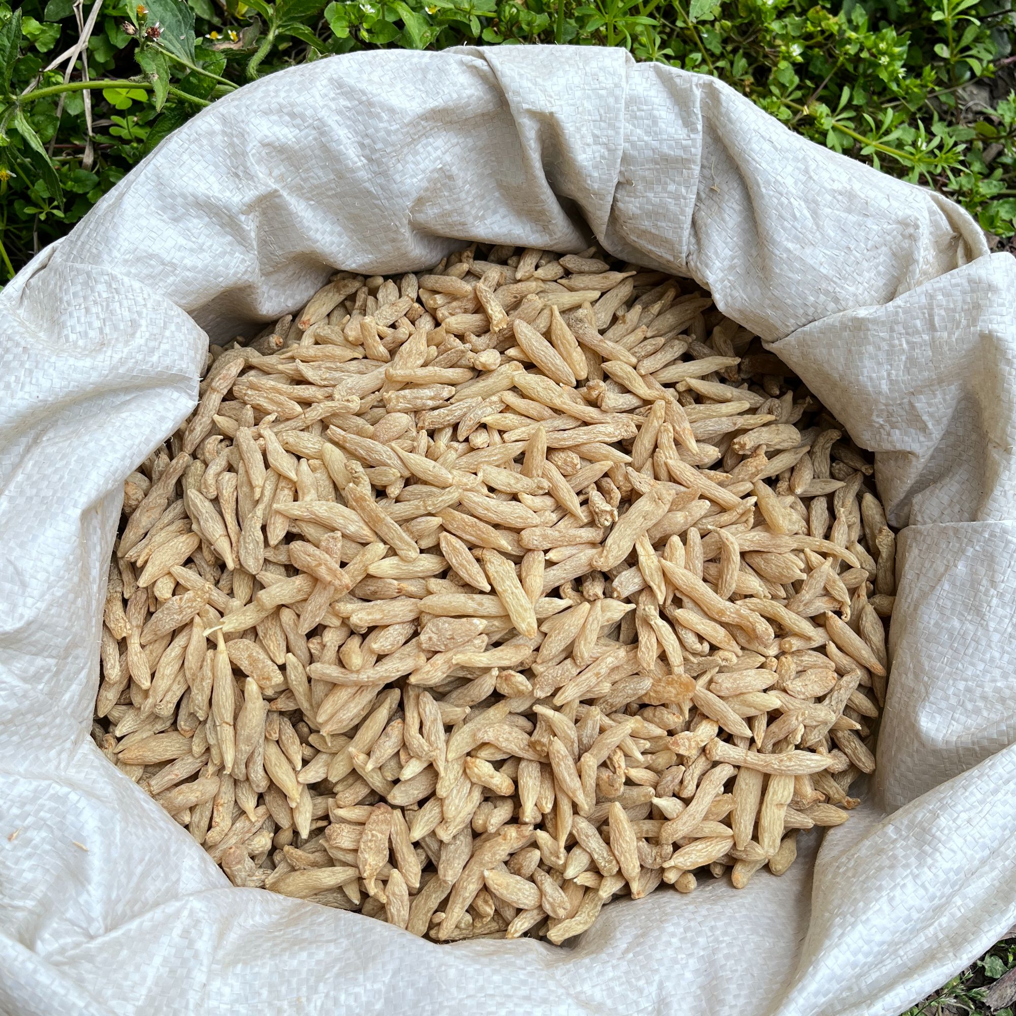 现收山货 四川 川麦冬