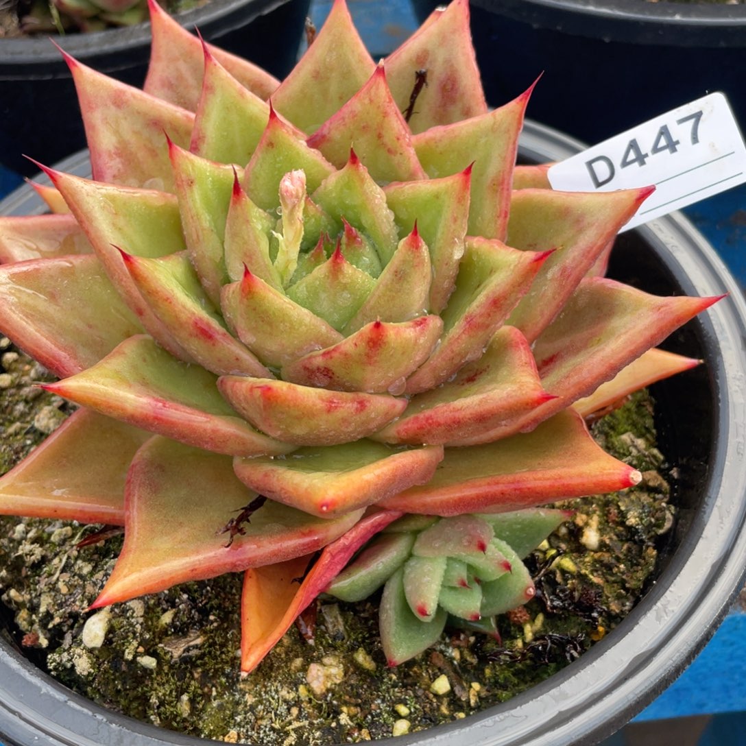 无花朵若如东云单拍D447