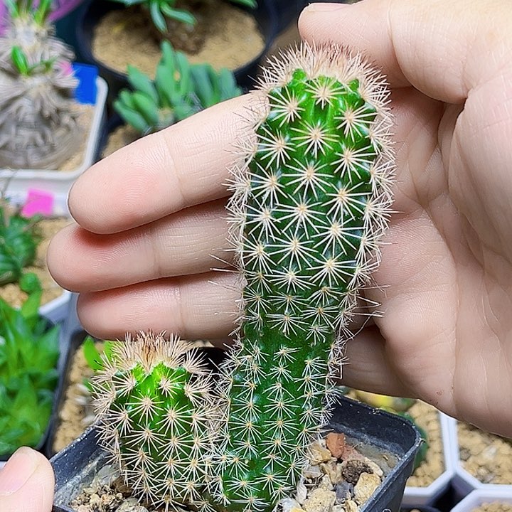 双头实生虾一颗一颗的