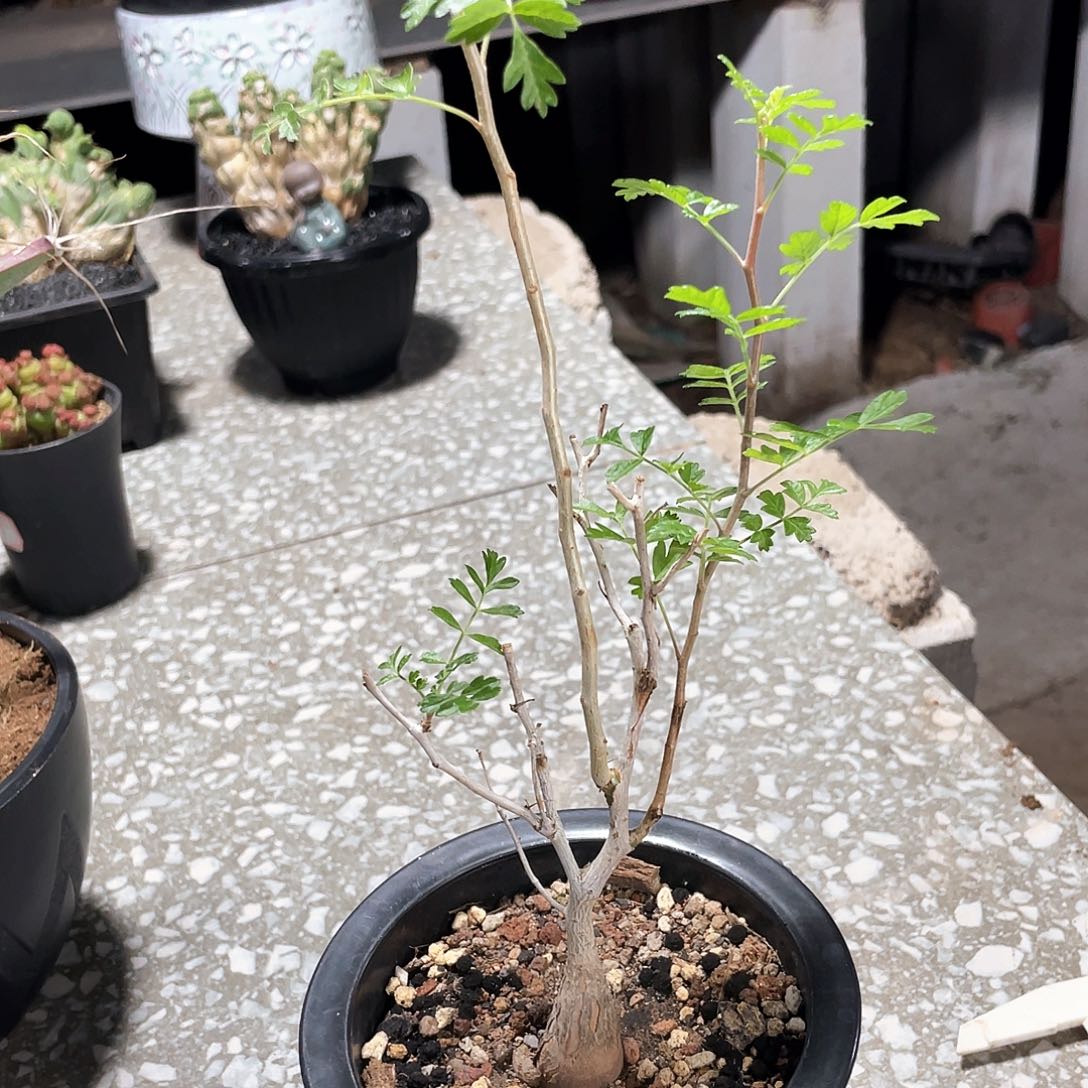 捡漏6666666666666666666