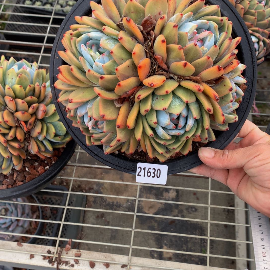 21630多头一哥们问一下他是