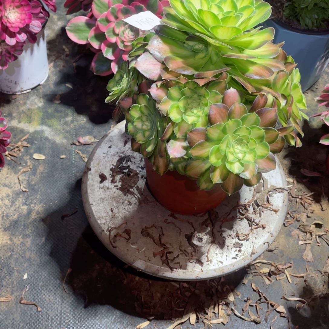 多肉植物韶华160