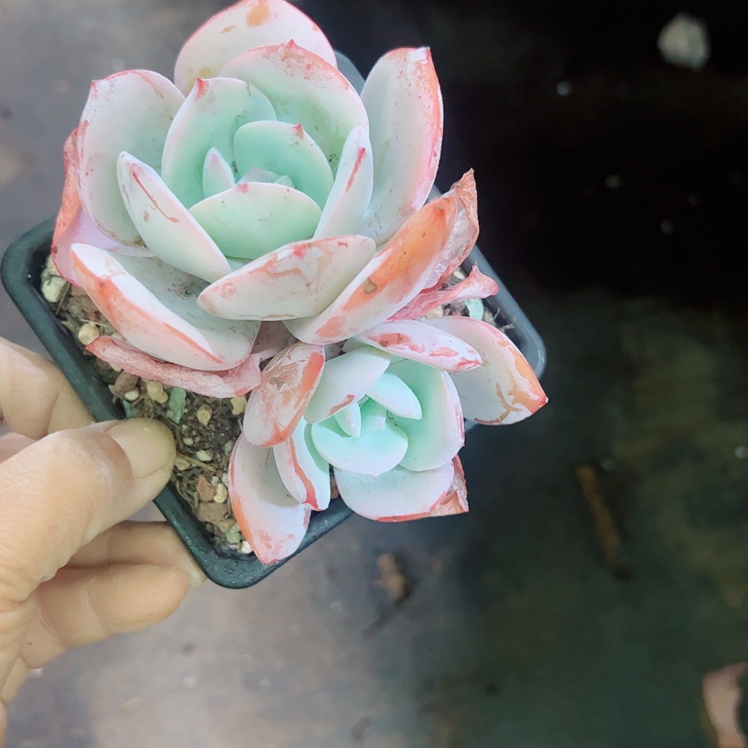 国产奶茶，一物一拍