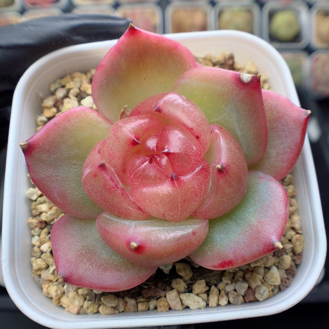 多肉植物。 玉骨5