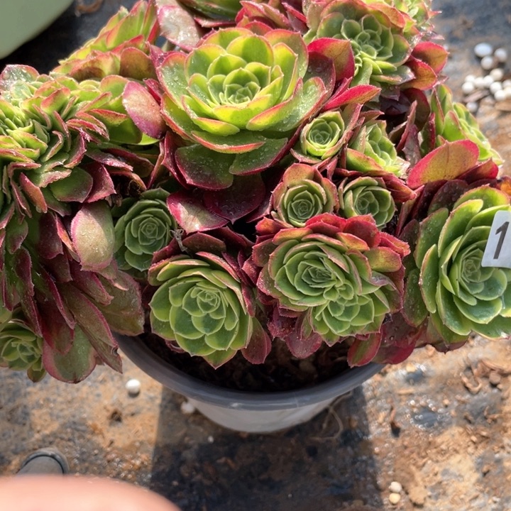 137多肉植物奶白缀