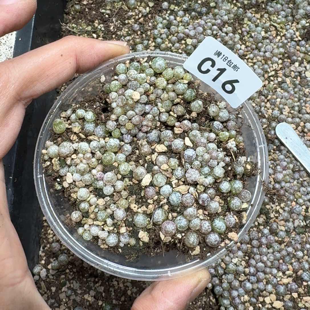 C16 小灯泡。数量老多了