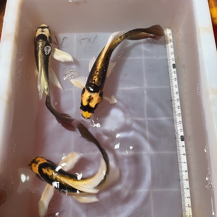 蝴蝶鲤鱼渔场直发119