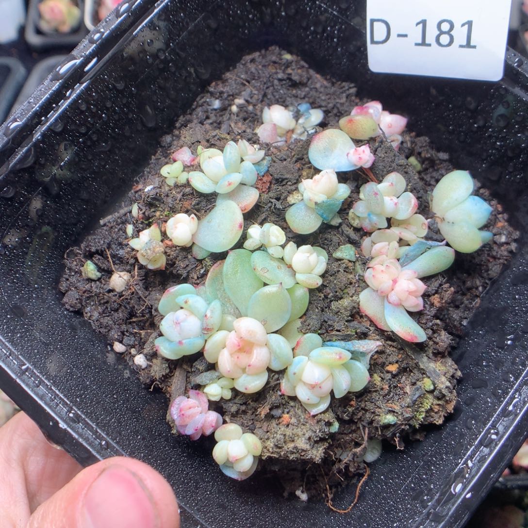 无花朵D181 甜心yyyyy