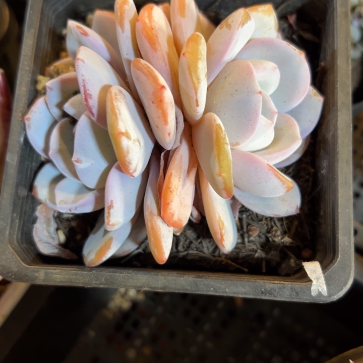 幸运的人会有好运降临