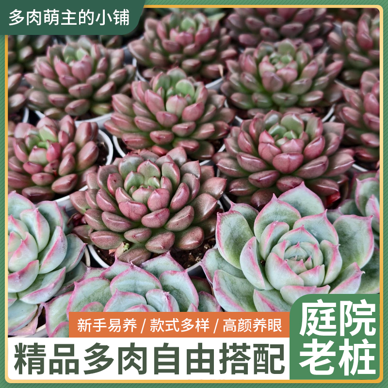 多肉植物组合盆栽含盆带土好养美观净化空气适合新手云南多肉