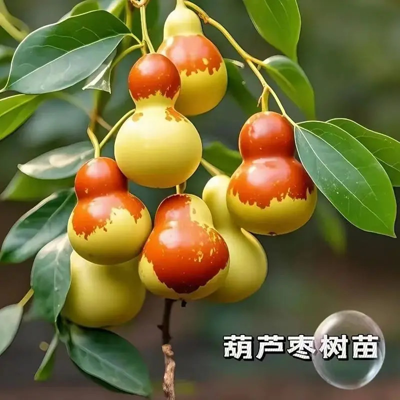 新品种嫁接葫芦枣树苗正宗耐寒大果枣子树苗南方北方种植当年结果