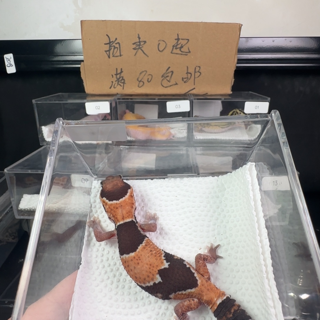 豹纹守宫原色肥尾瘾橘白祖鲁妹妹