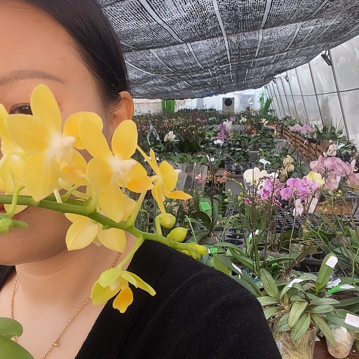 无花朵黄金梦蝴蝶兰