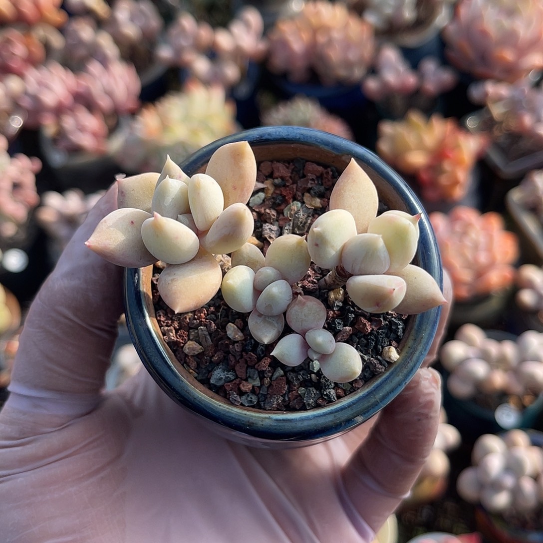 好***子一物一拍原盆原土