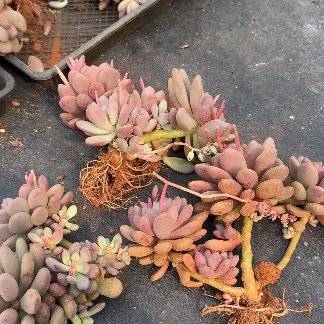 桃心一颗量拍脱土发货有点泥巴