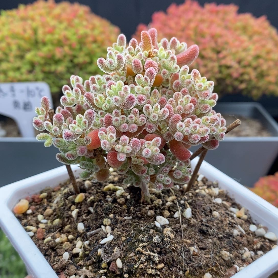 无花朵20号优选冰晶枝干