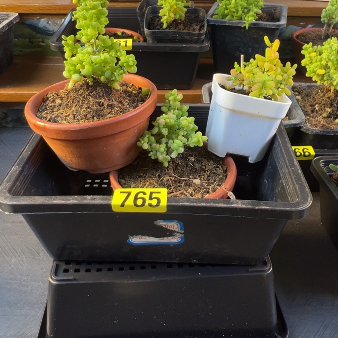 枝干番杏多肉植物765