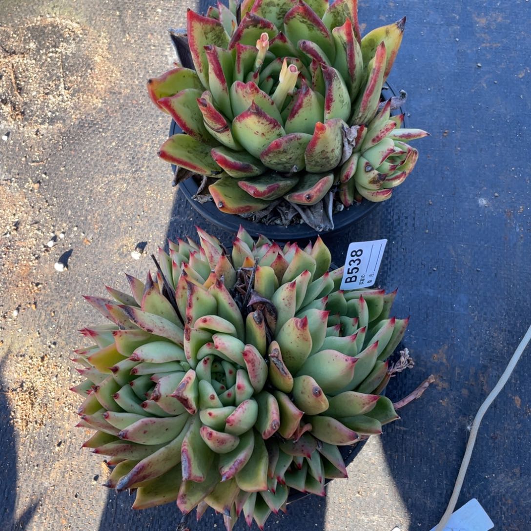 无花朵若如东云单拍B538