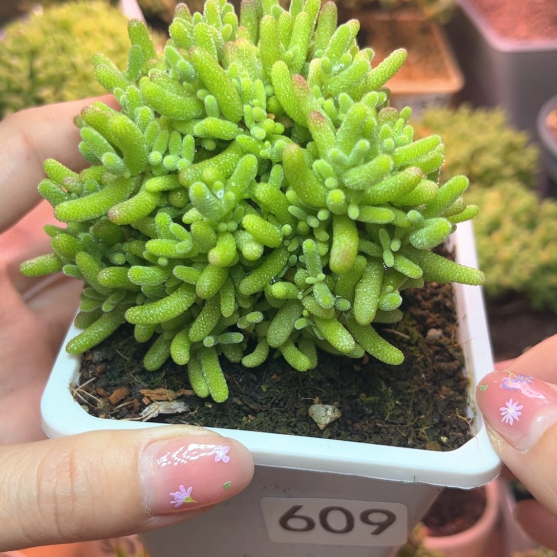 609蜜桔可爱多肉植物