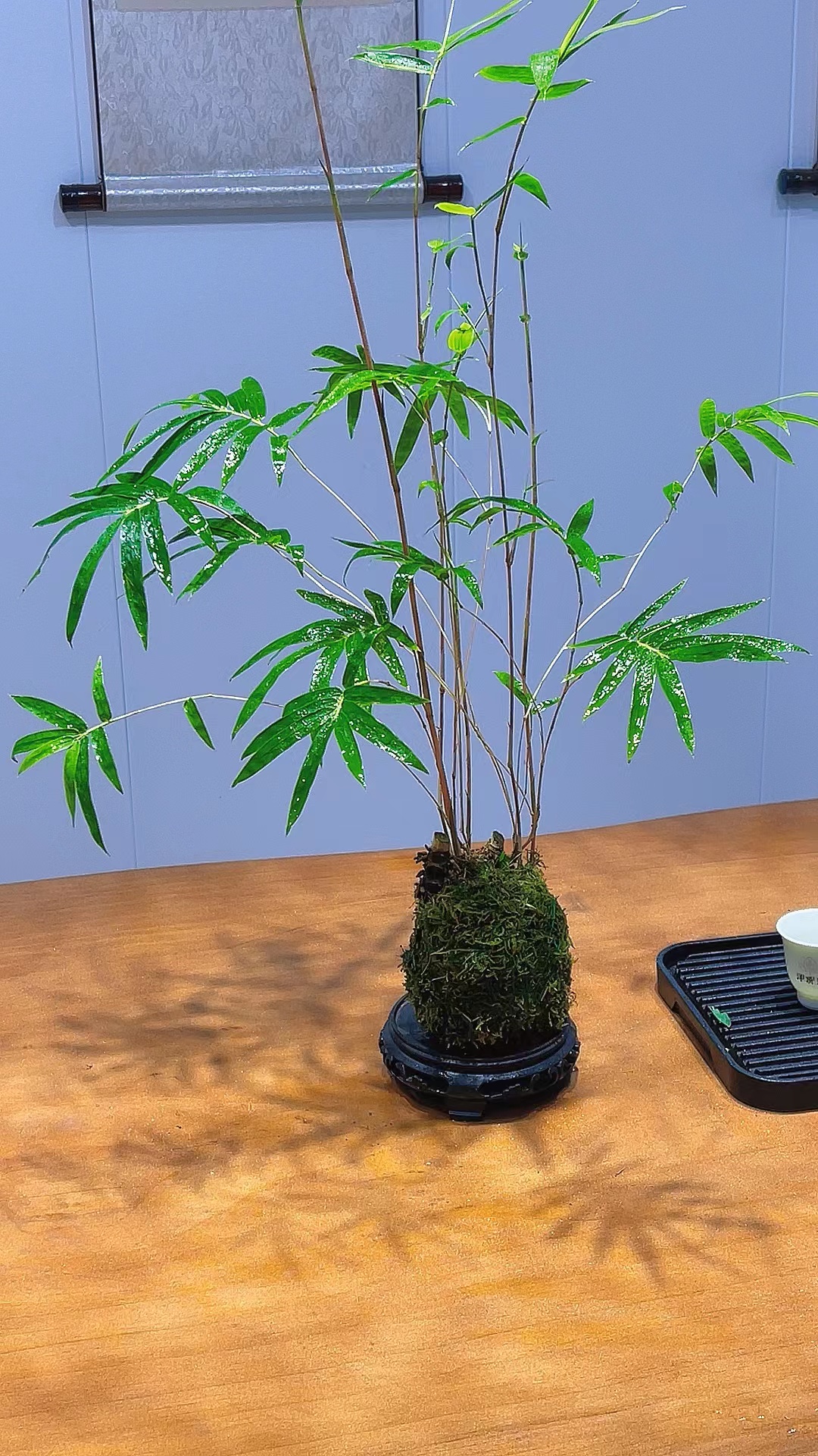 苔藓球米竹观音竹盆栽室内绿植桌面植物好养易活