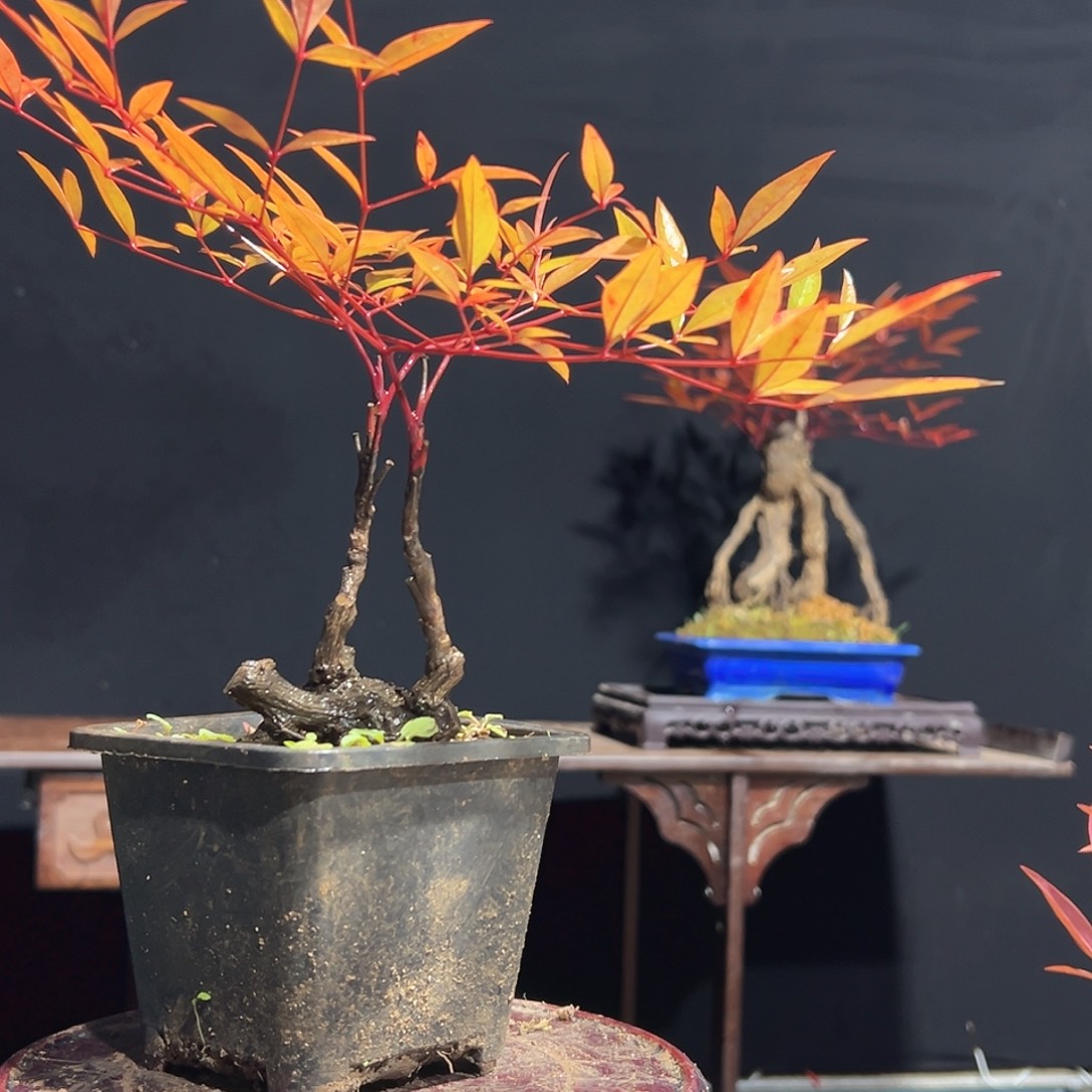 不开花植物000000031