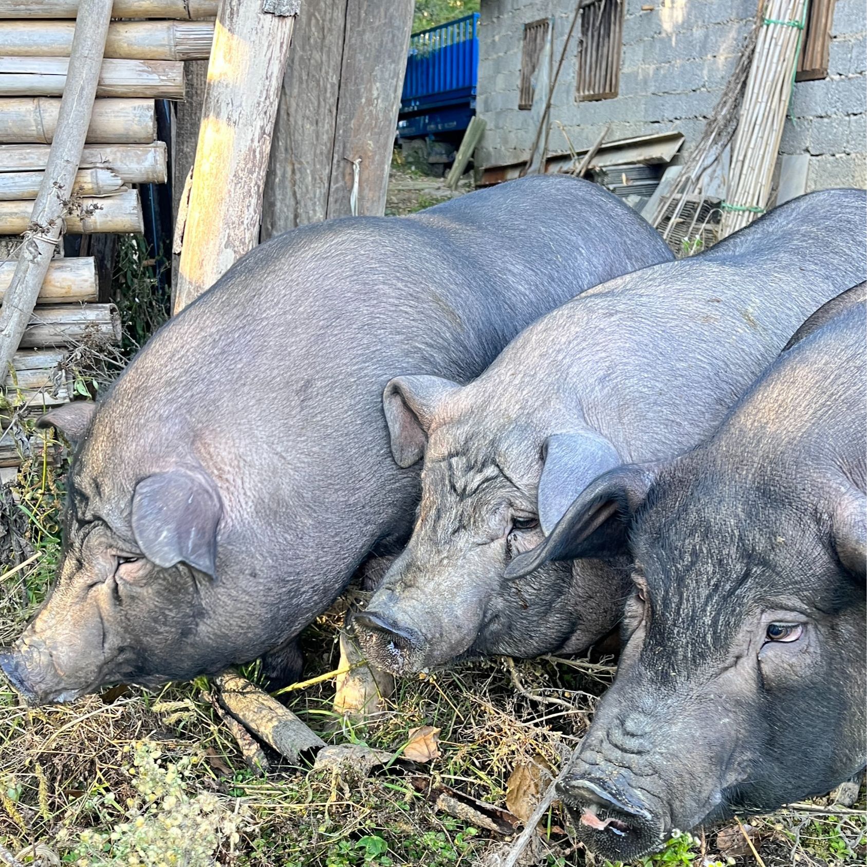 城口高山黑猪（现称现卖）