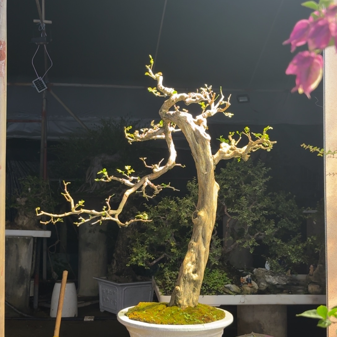 用***6无花朵九里香一物一拍