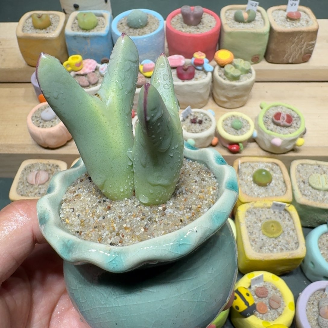 红陶蘑菇1199少将