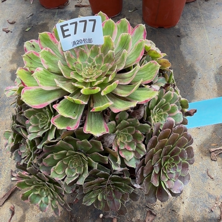 瑞妈多肉植物，777紫嫣