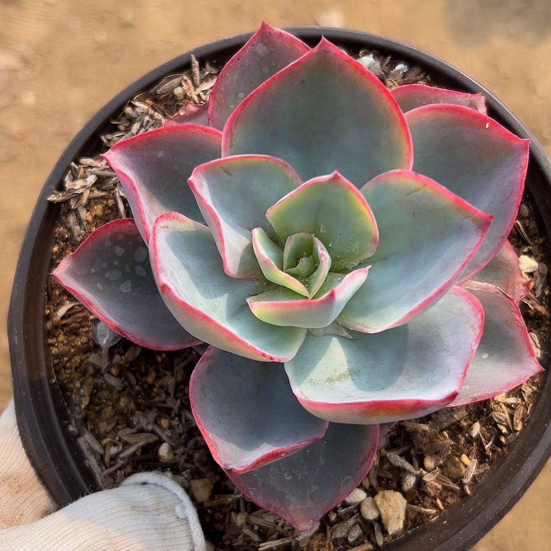 肯尼迪多破四座无言星欲稀植物