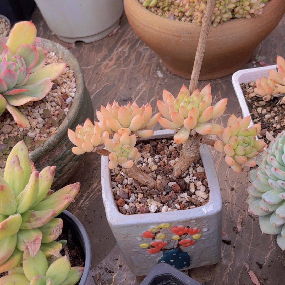 甲骨文多肉植物03276