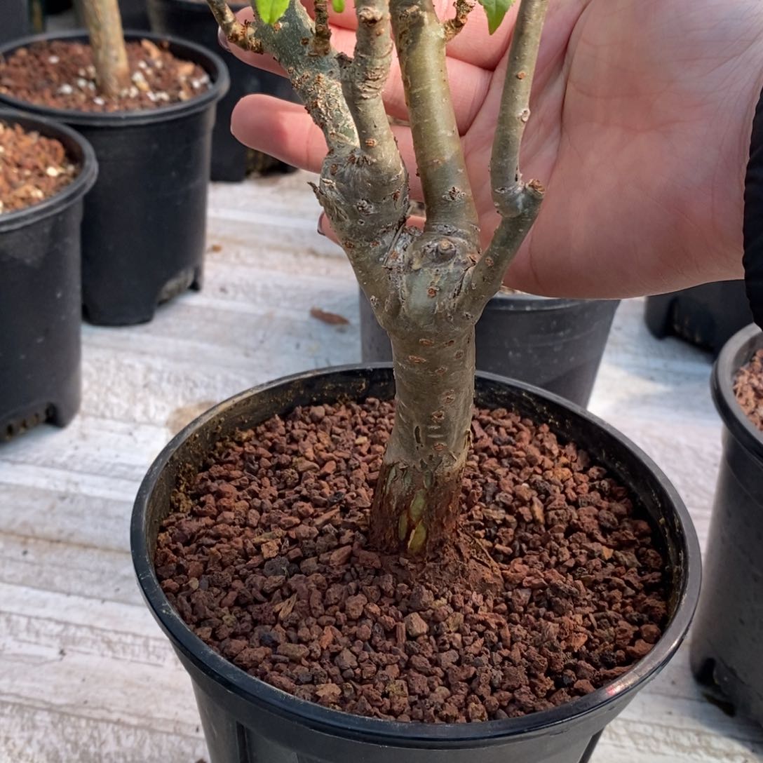 麻氏没药带盆发货